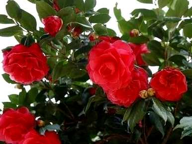 水仙花几月开花，山茶花几月开花