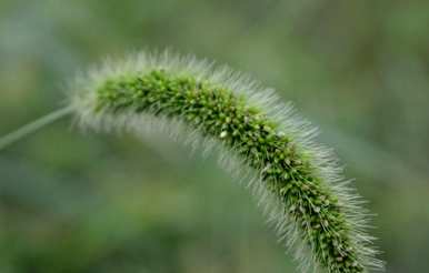 狗尾草的花语是坚韧的，什么是狗尾草的花语？