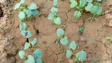 秋葵是用椰砖种植的，秋葵籽怎么种？