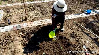 秋葵是用椰砖种植的，秋葵籽怎么种？