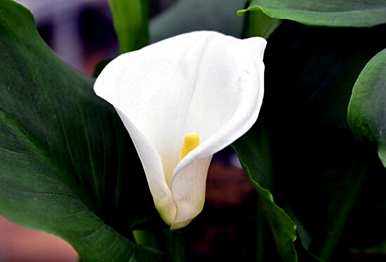 什么是彩色马蹄莲花语，什么是马蹄莲花语？