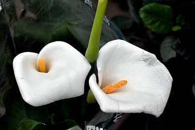 什么是彩色马蹄莲花语，什么是马蹄莲花语？