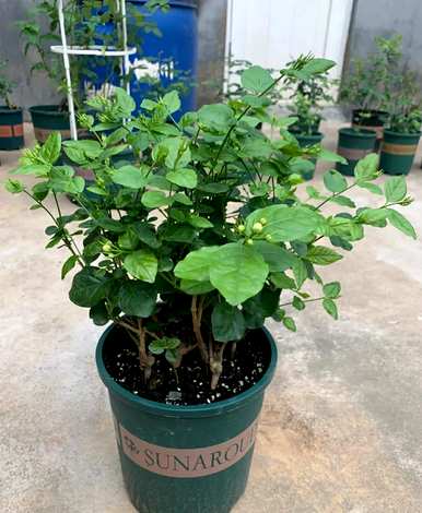七月开什么花，七月开什么花？
