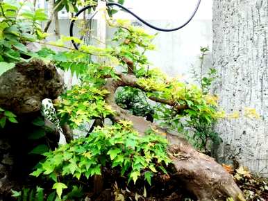 小叶三角枫盆景怎么养，小叶红芽三角枫盆景冬天耐寒吗？