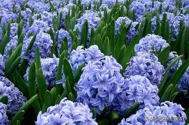 什么是风信子花语？风信子手工花语