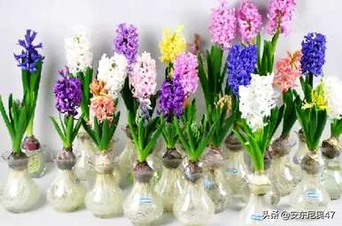 什么是风信子花语？风信子手工花语