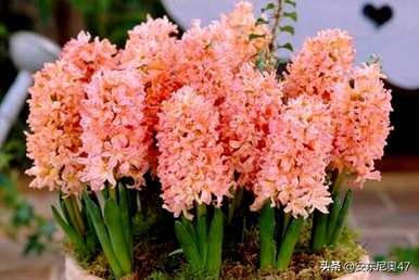 什么是风信子花语？风信子手工花语