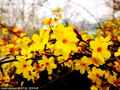 像迎春花这样的花叫什么名字，什么叫迎春花？