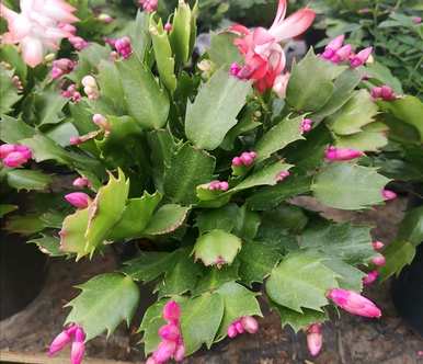 常年开花好养的花盆栽，小盆栽什么花好养好看？