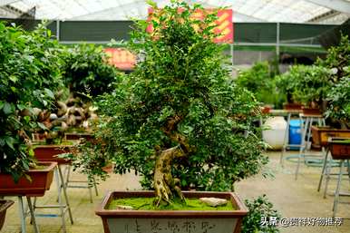 什么植物适合盆景，什么是常见的盆景植物？