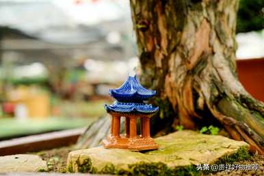 什么植物适合盆景，什么是常见的盆景植物？