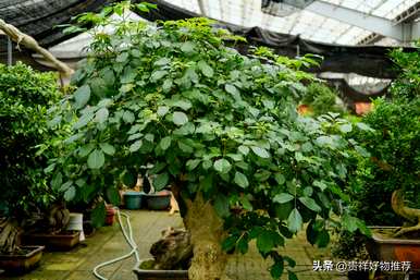 什么植物适合盆景，什么是常见的盆景植物？