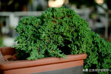 什么植物适合盆景，什么是常见的盆景植物？