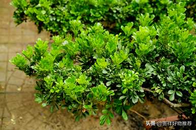 什么植物适合盆景，什么是常见的盆景植物？