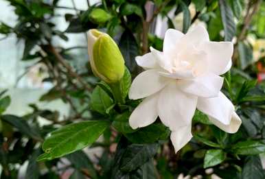 盆栽栀子花怎么养才能更旺盛？盆栽栀子花怎么养？