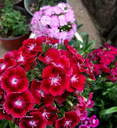 湖北彩虹石竹花种植、石竹花种植和栽培
