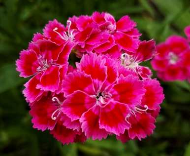 湖北彩虹石竹花种植、石竹花种植和栽培