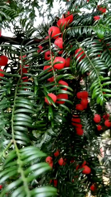 红豆杉种植视频及报道、红豆杉种植方法及注意事项