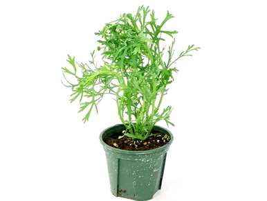 玛格丽特的养护方法和注意事项，玛格丽特花的养护方法是什么？