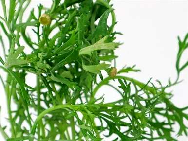 玛格丽特的养护方法和注意事项，玛格丽特花的养护方法是什么？
