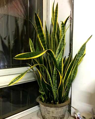 椰糠养虎尾兰，虎尾兰好养吗？