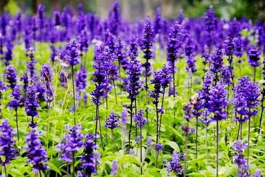 薰衣草花语是什么？薰衣草花语是什么？