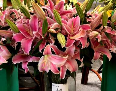 如何修剪百合花的养根，如何长时间养百合花？