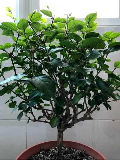 茉莉的育种方法和修剪，茉莉最适合在几个月内修剪