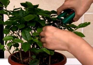 茉莉的育种方法和修剪，茉莉最适合在几个月内修剪