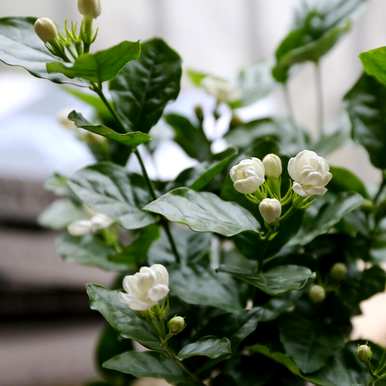 茉莉的育种方法和修剪，茉莉最适合在几个月内修剪