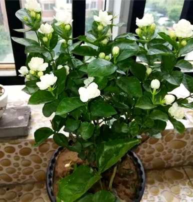 茉莉的育种方法和修剪，茉莉最适合在几个月内修剪