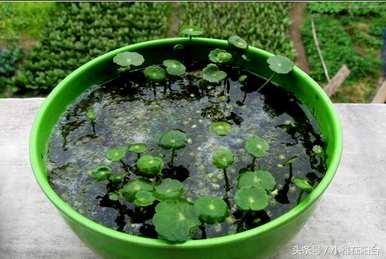 招财转运水培植物，最繁荣的水培植物是什么？