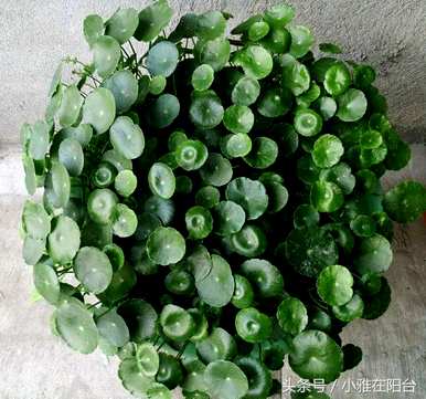 招财转运水培植物，最繁荣的水培植物是什么？