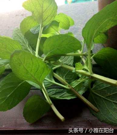 招财转运水培植物，最繁荣的水培植物是什么？
