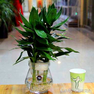 招财转运水培植物，最繁荣的水培植物是什么？