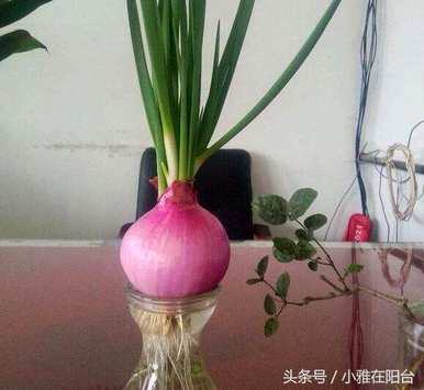 招财转运水培植物，最繁荣的水培植物是什么？