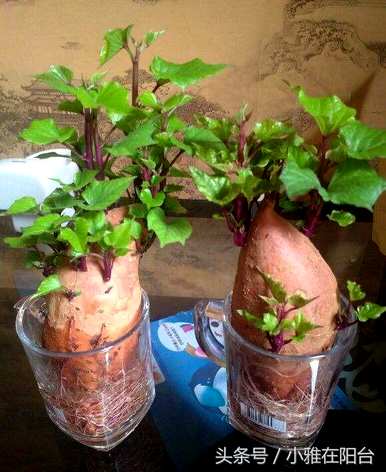 招财转运水培植物，最繁荣的水培植物是什么？
