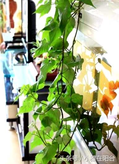 招财转运水培植物，最繁荣的水培植物是什么？