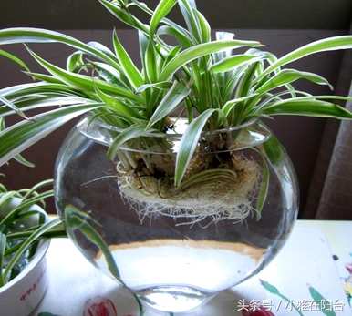 招财转运水培植物，最繁荣的水培植物是什么？