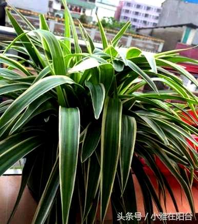 招财转运水培植物，最繁荣的水培植物是什么？