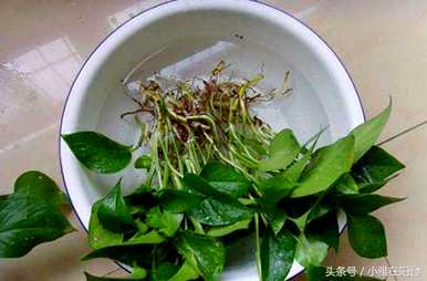 招财转运水培植物，最繁荣的水培植物是什么？