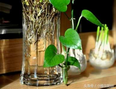 招财转运水培植物，最繁荣的水培植物是什么？