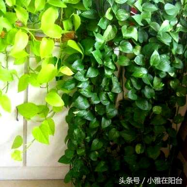 招财转运水培植物，最繁荣的水培植物是什么？