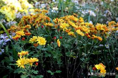 梅兰竹菊的象征意义，梅兰竹菊的象征意义视频