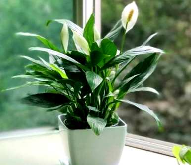 如何养护白掌花，如何养护白掌花