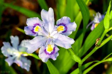 蝴蝶花语，蝴蝶花语是什么？