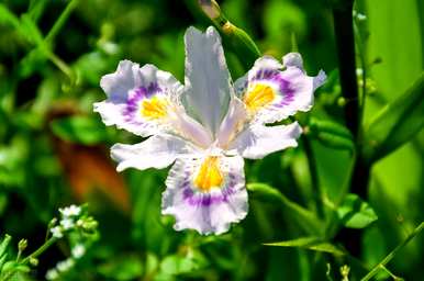 蝴蝶花语，蝴蝶花语是什么？