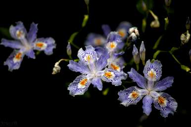 蝴蝶花语，蝴蝶花语是什么？