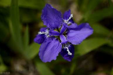 蝴蝶花语，蝴蝶花语是什么？
