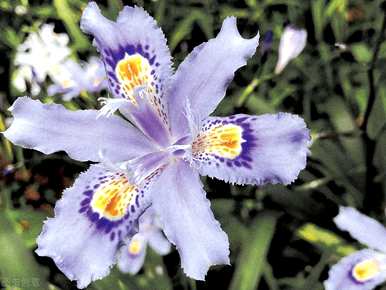 蝴蝶花语，蝴蝶花语是什么？